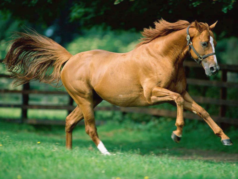 horse-07.jpg