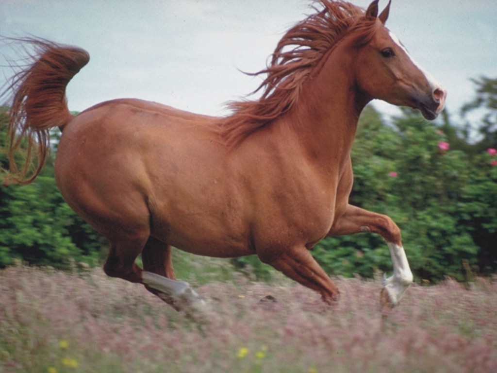 horse-08.jpg