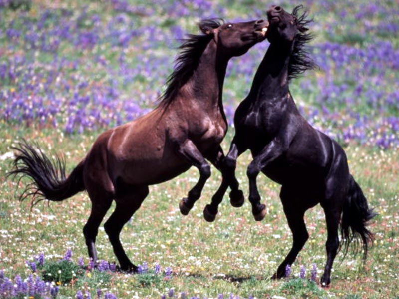horse-12.jpg