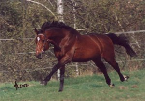 Obrazek